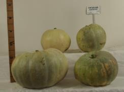 Click for 4 image(s) for this accession.